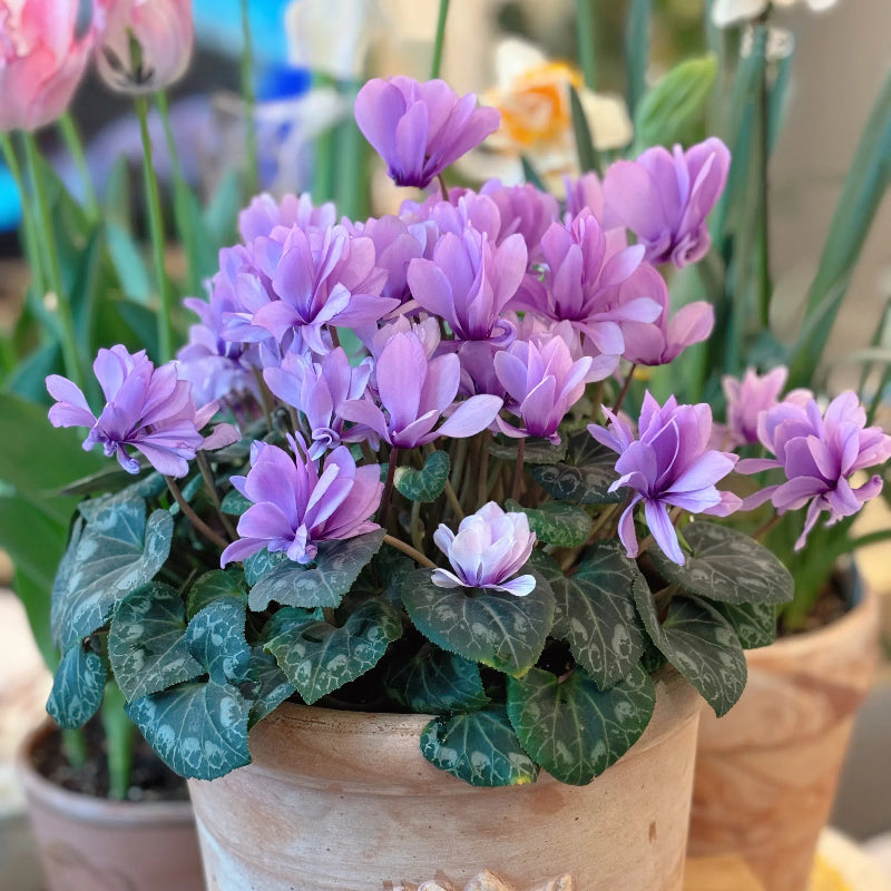 Cyclamen Flower Seeds