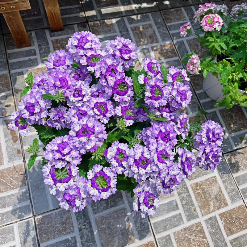 💐Garden Verbena Seeds