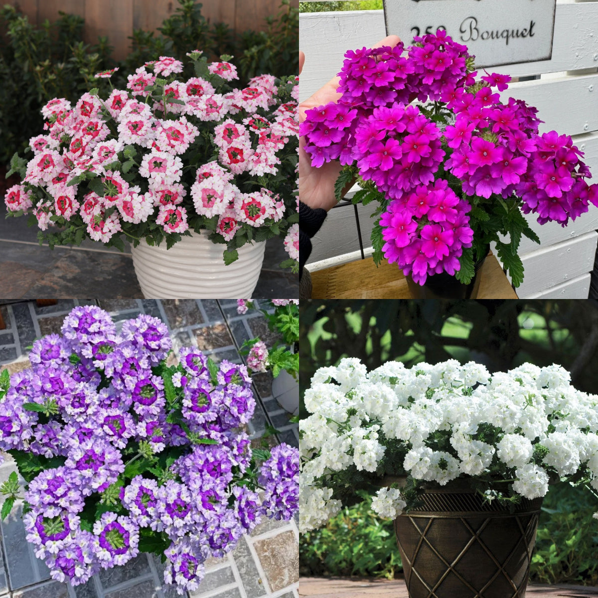 💐Garden Verbena Seeds