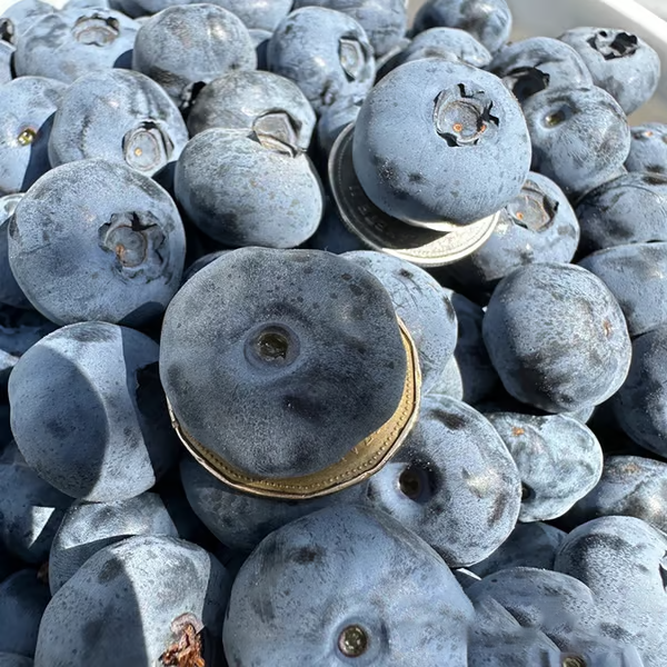 Giant Blueberry Fruit Seeds