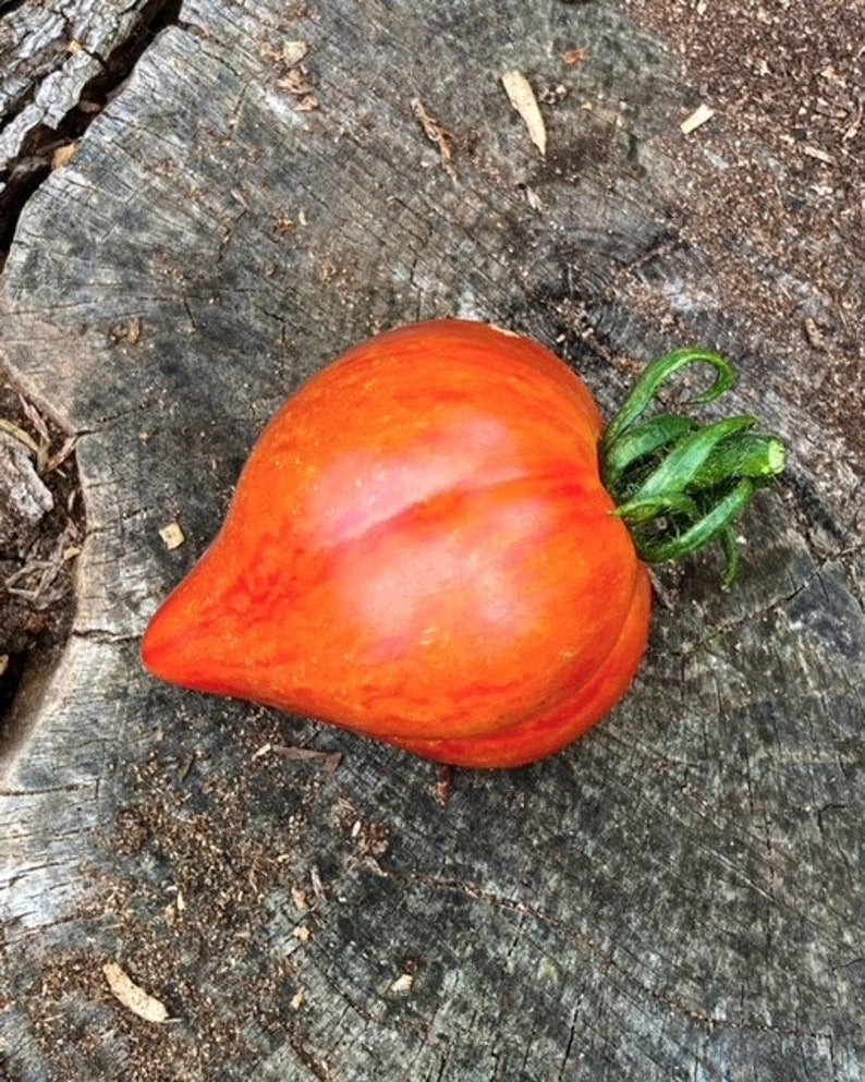 Crushed Heart Tomato Seeds  Organic Heirloom Tomatoes