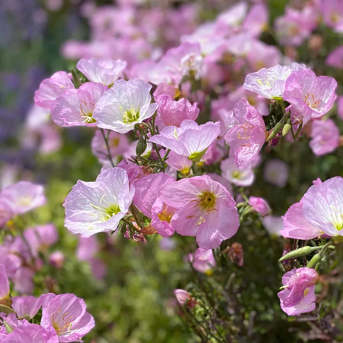 Evening Primrose Seeds