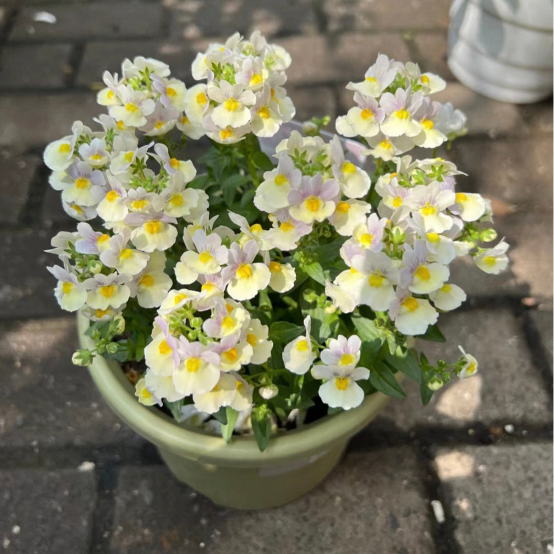 Nemesia Strumosa Benth