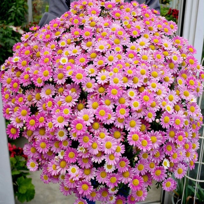 Popular Groundcover-Daisy Seeds