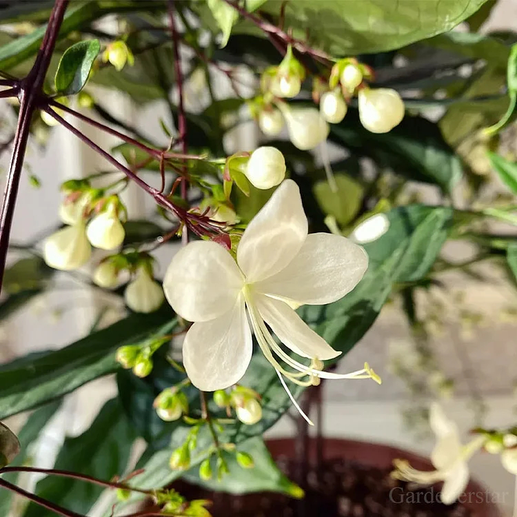 🌸Weeping Jasmine Seeds - White Jade Butterfly🌿❄️