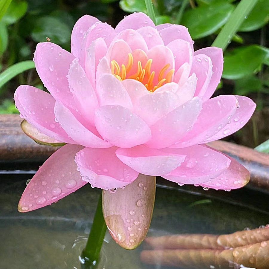 🌸 Hydroponic Lotus — Fresh, Simple & Beautiful