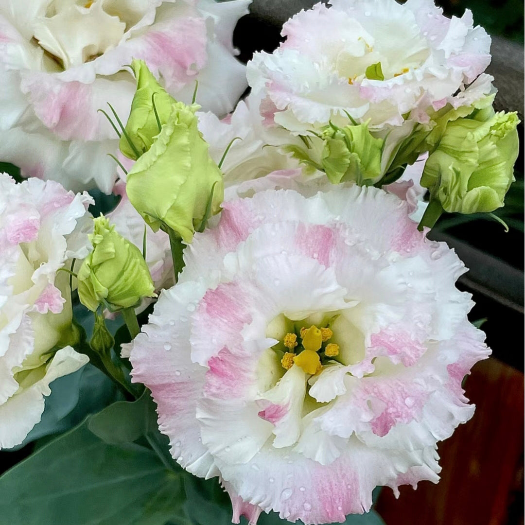 Eustoma-Ice cream Curls-Graceful Elegance in Every Petal