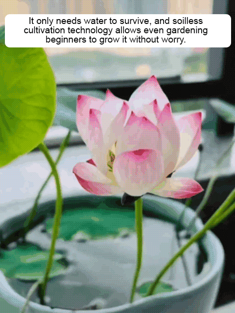 🌸 Hydroponic Lotus — Fresh, Simple & Beautiful