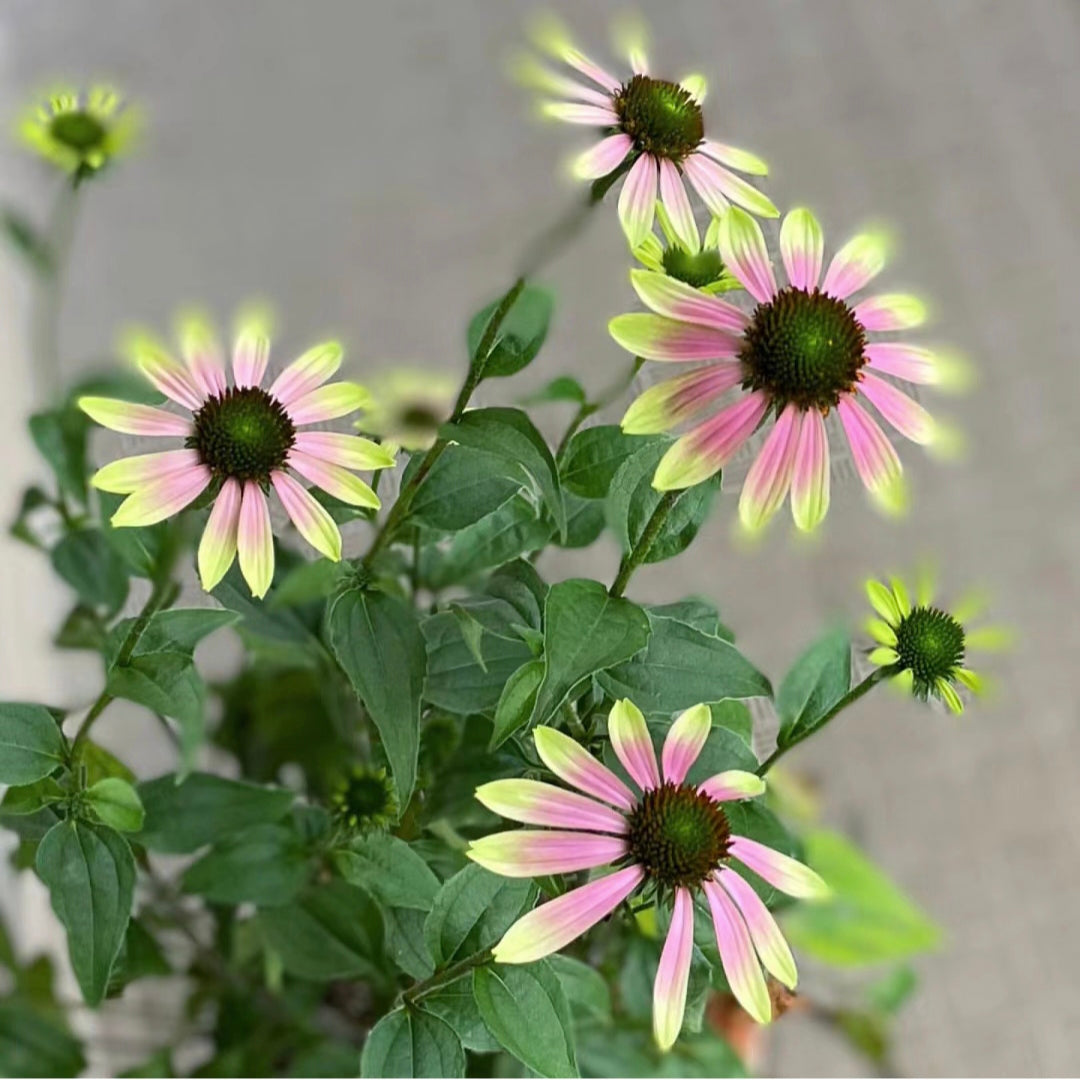 Purple Coneflower Seeds Echinacea Purpurea Seeds