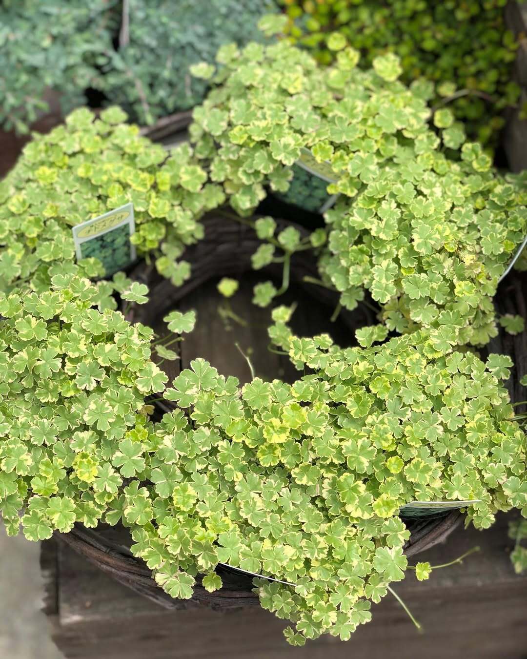 Coriander leaf 'Crystal Candy'