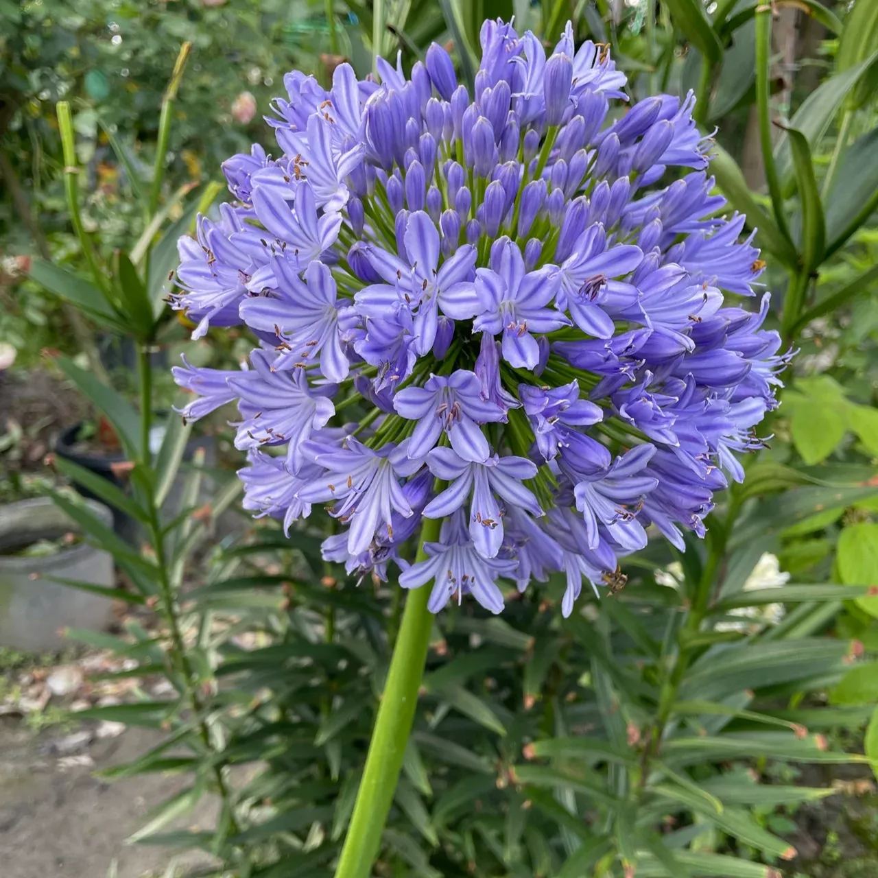Agapanthus africanus ‘Blue’