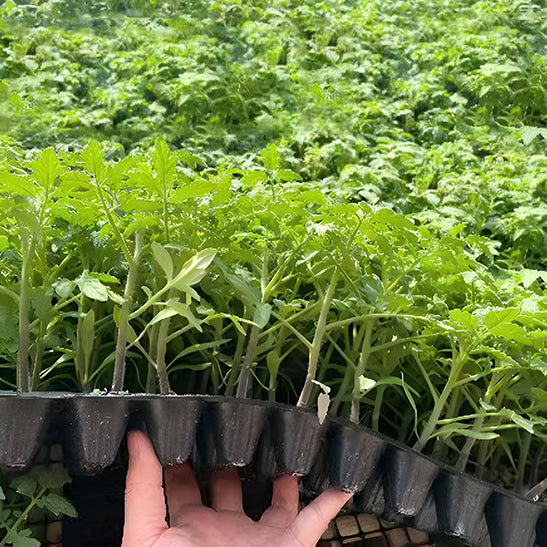 Rare Pruple Tomato Seeds No-Gmo