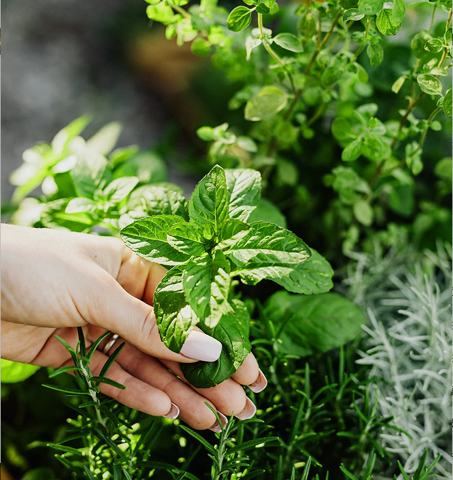 Potted Mint Seeds