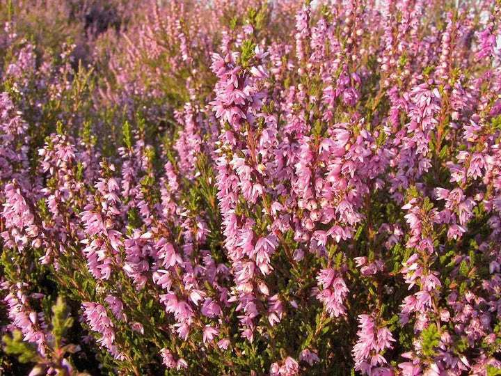 Purple Heather-callun