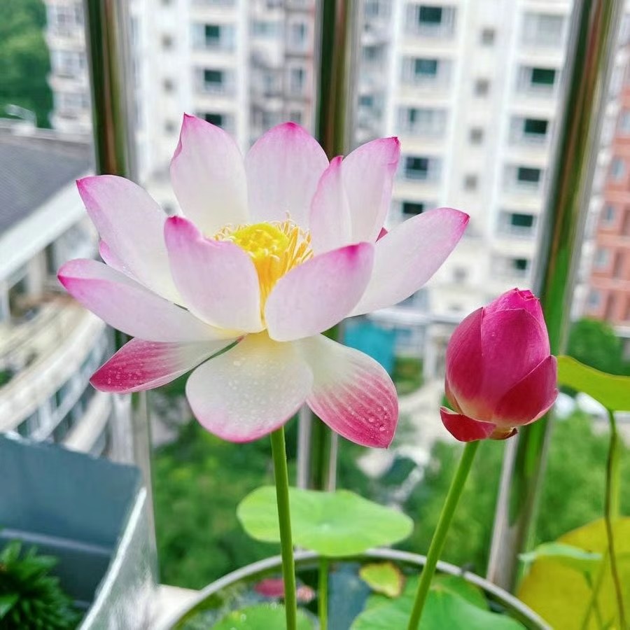 🌸 Hydroponic Lotus — Fresh, Simple & Beautiful