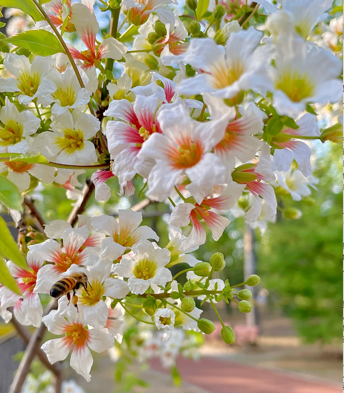 Xanthoceras Sorbifolia Flower🌺Flowers Bloom And Good Luck Comes