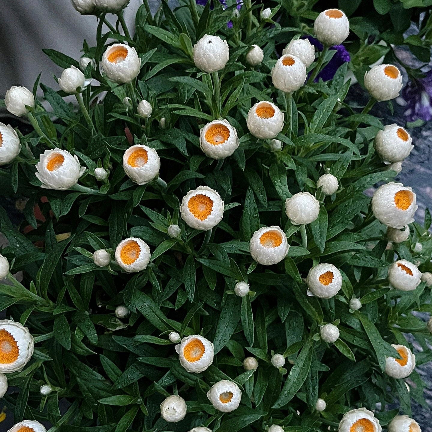 Strawflower Seeds Xerochrysum Bracteatum