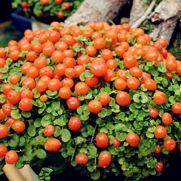 Egrow 50Pcs(100Pcs)/Bag Lamp Beads Grass Seeds Flower Seeds Garden Bonsai Plant for Home Garden Plants