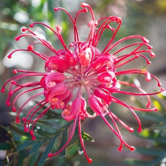 PINK SPIDER FLOWER - GREVILLEA SP. - RARE 'PLANT' SEEDS