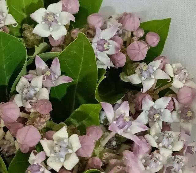 Candy Flower,Horn Melon Flower