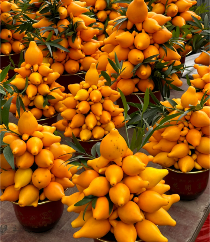 Golden Fruit Seeds 💛Five Generations Of Fruits💛