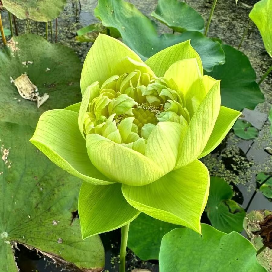 🌸 Hydroponic Lotus — Fresh, Simple & Beautiful