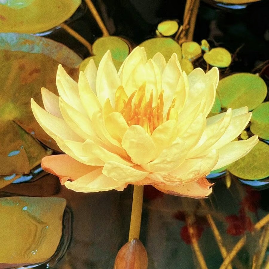 🌸 Hydroponic Lotus — Fresh, Simple & Beautiful