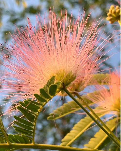 Silktree Albizziae Flower