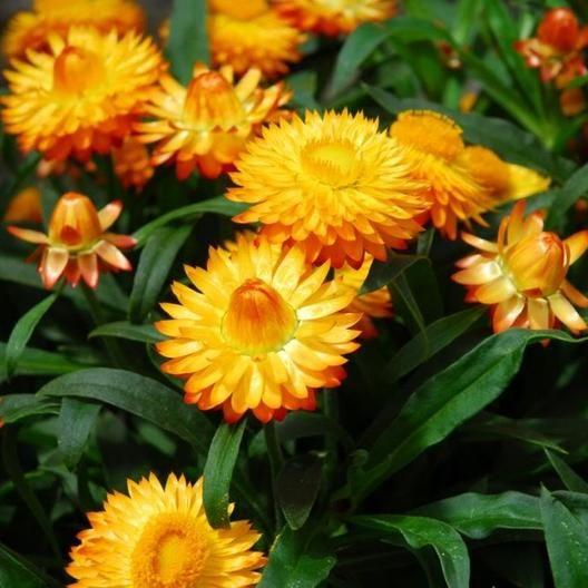 STRAWFLOWER SEEDS - GOLDEN YELLOW