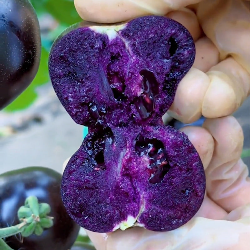 Rare Pruple Tomato Seeds No-Gmo