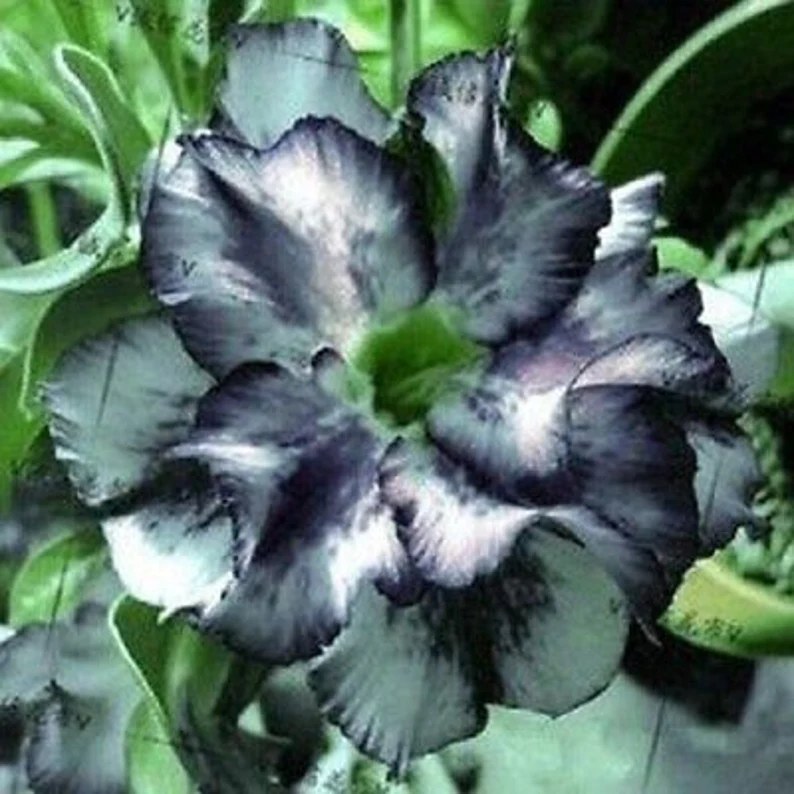 Ink gray desert Rose Seeds