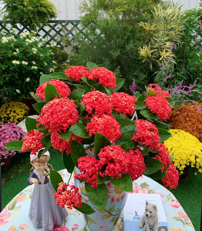 Dragon Boat Flower Seeds