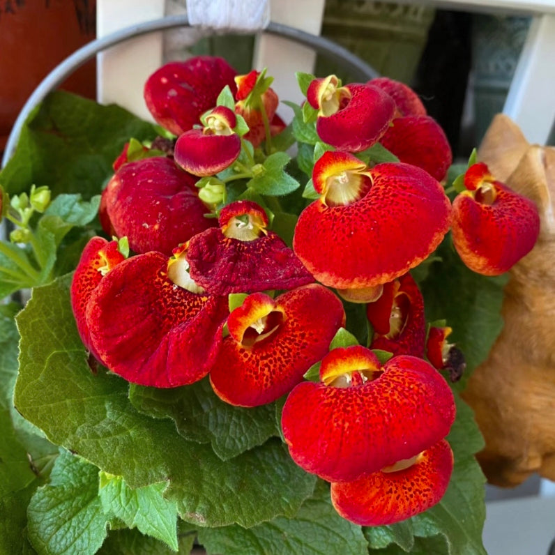Calceolaria  Crenatiflora Seeds