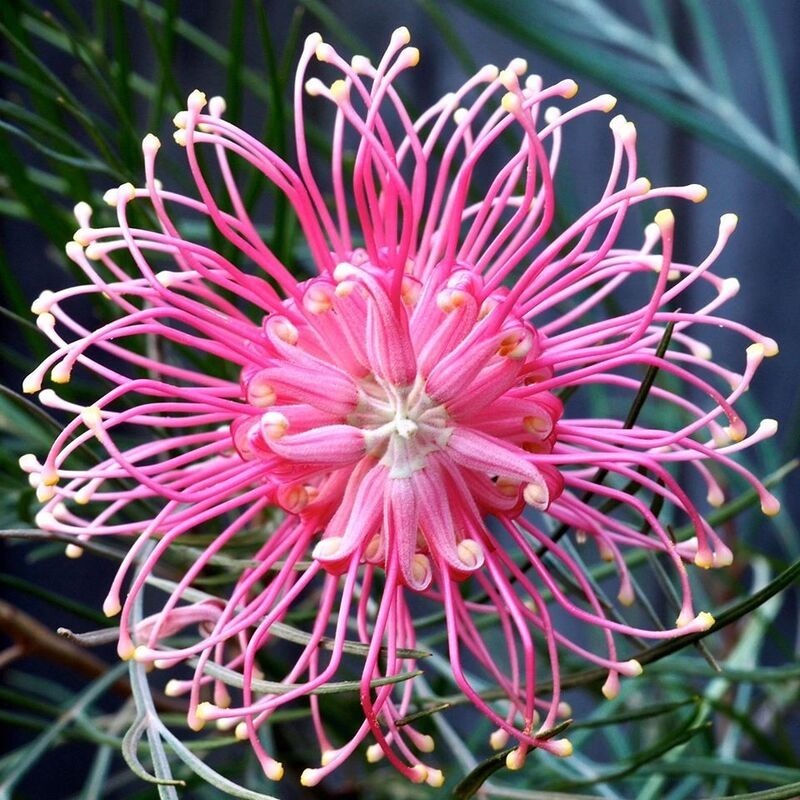 PINK SPIDER FLOWER - GREVILLEA SP. - RARE 'PLANT' SEEDS