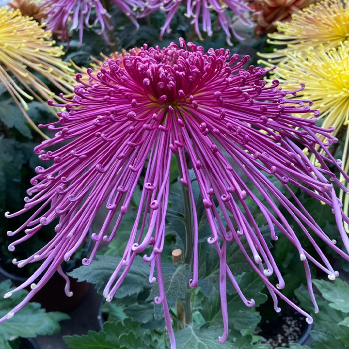 Rare Golden Chrysanthemum Seeds-Longevity Flower💞