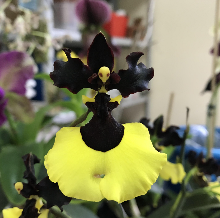Rare Oncidium Flower Seeds-Jiaho Queen