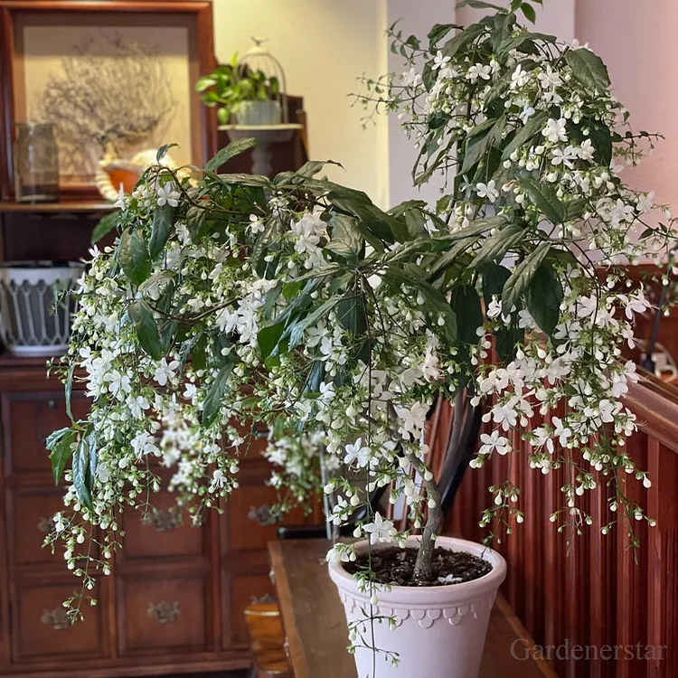 🌸Weeping Jasmine Seeds - White Jade Butterfly🌿❄️