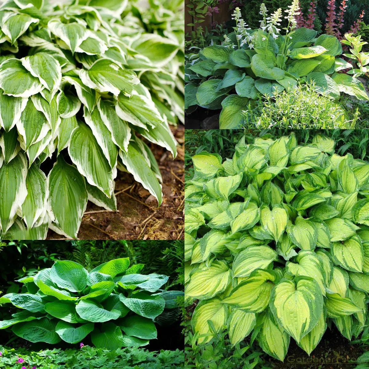 Hosta – The Shade-Loving Elegance for Your Garden 🌿✨