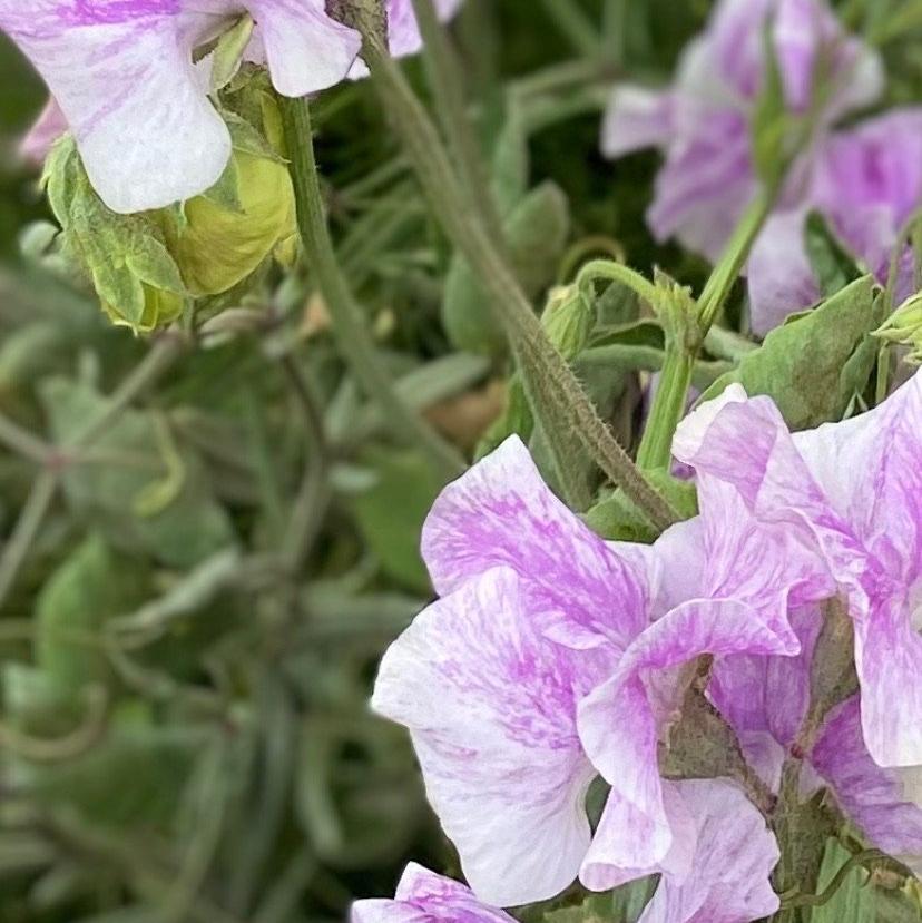 LAVENDER FLAKE SWEET PEA SEED