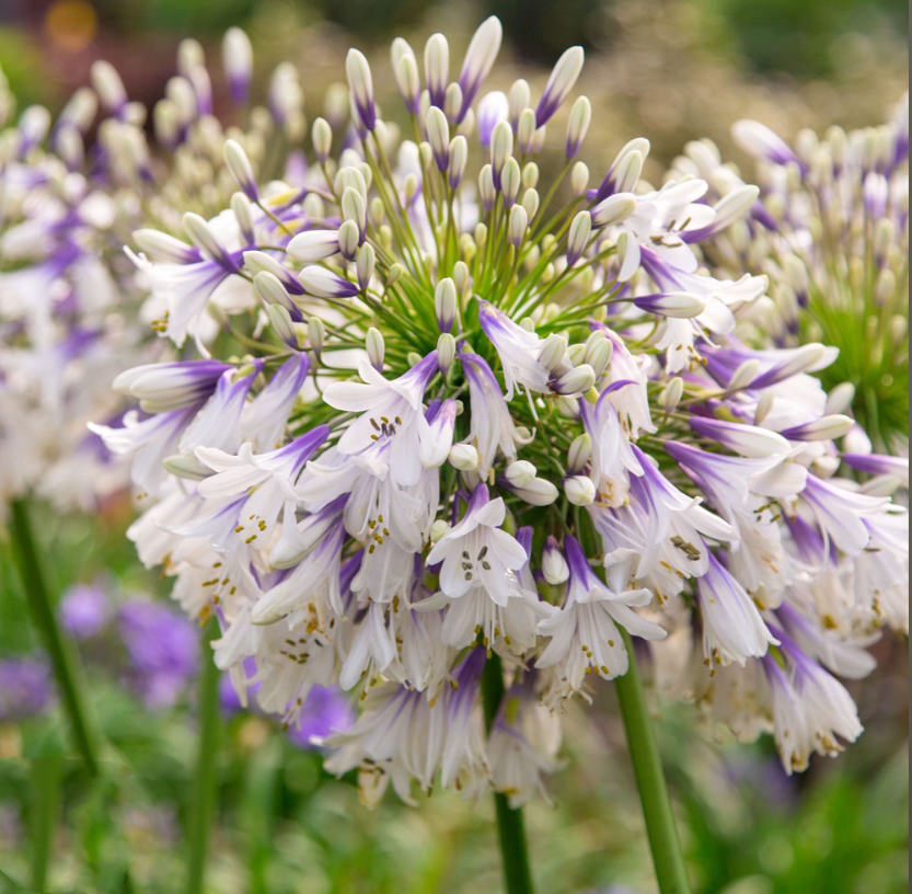 🎁New Year Sale🎁Agapanthus africanus 'Fireworks'