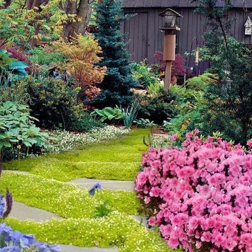 🌳Irish Moss Pearl Grass Seeds for Garden Yard Lawn