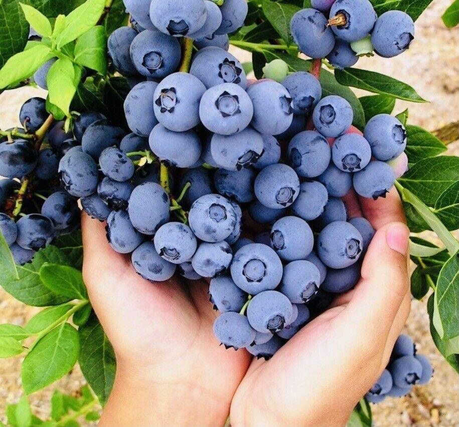 Giant Blueberry Fruit Seeds