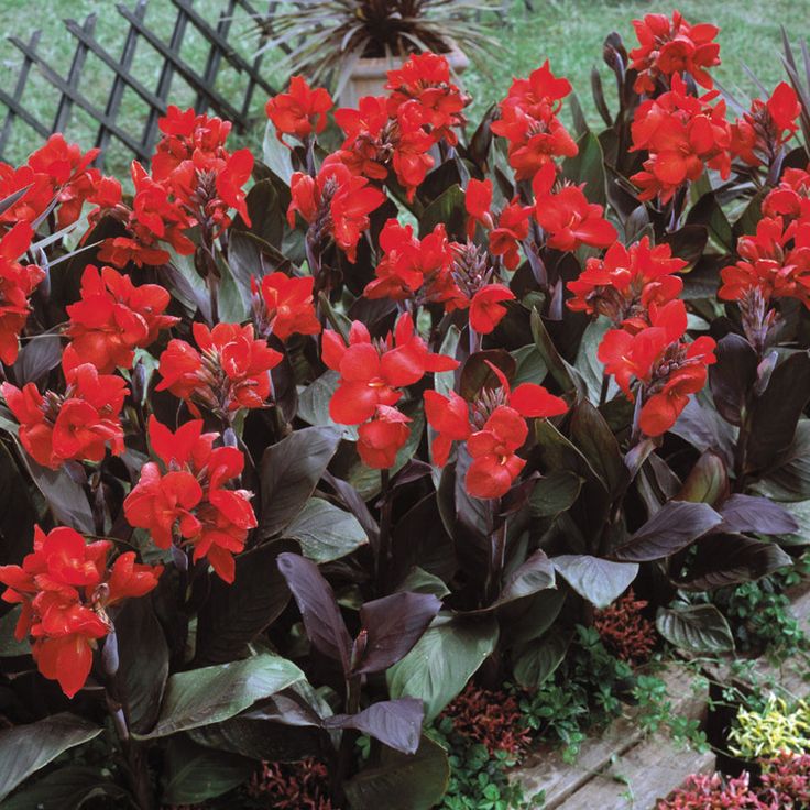 Canna Lily flower seeds, perennial, beautiful bonsai plant