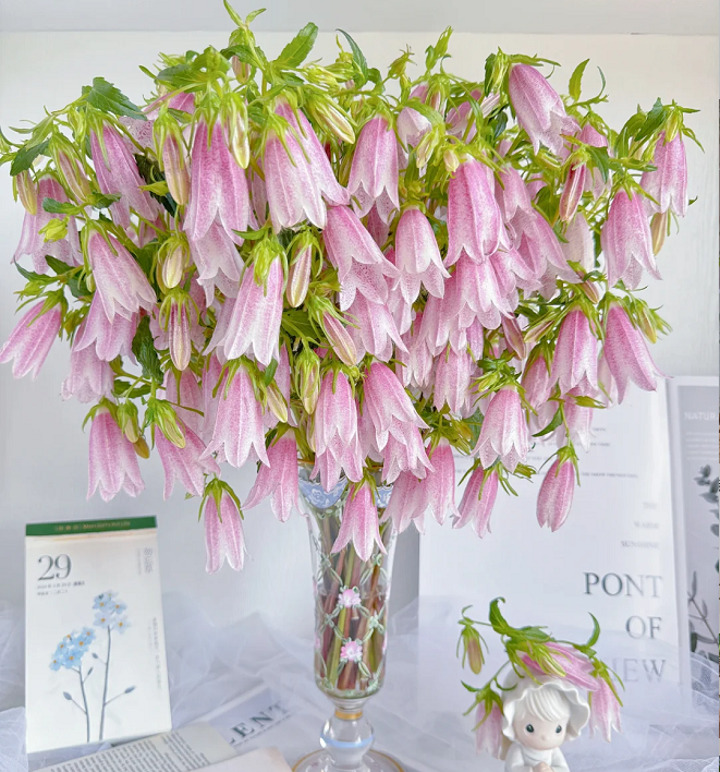 Spotted Bellflower Seeds