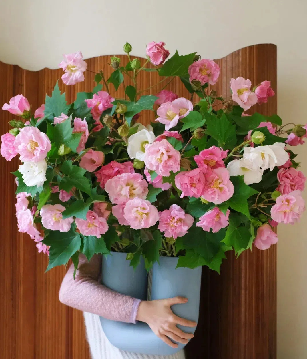 🌸Drunken Hibiscus - Changes Color Three Times a Day