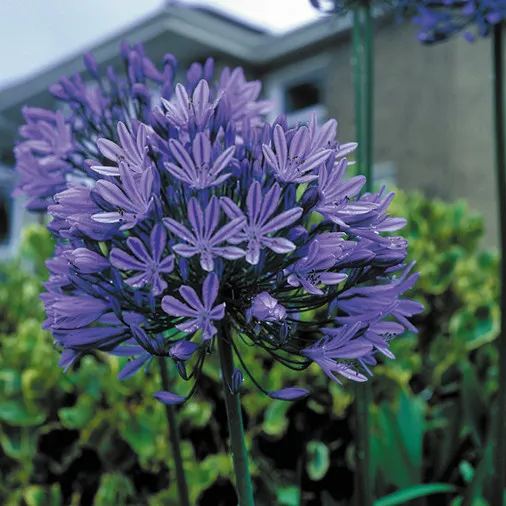 Agapanthus africanus 'Midnight Star'