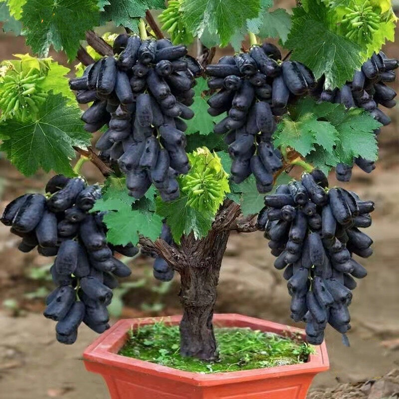 🍇Potted Grape Vine Seeds
