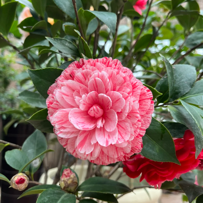 Five-color Red Camellia