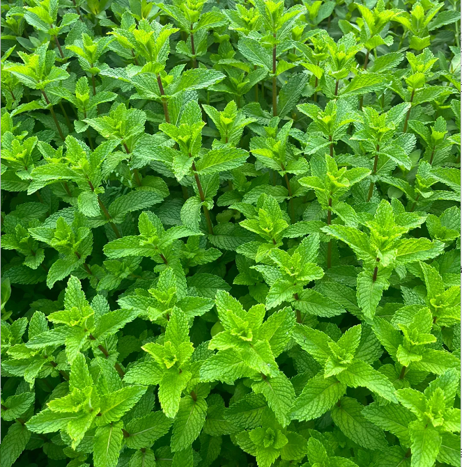 Potted Mint Seeds