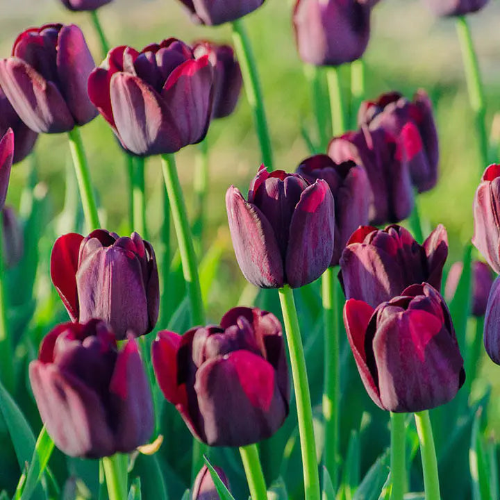 Bonsai Rare Color Tulip Seeds #11